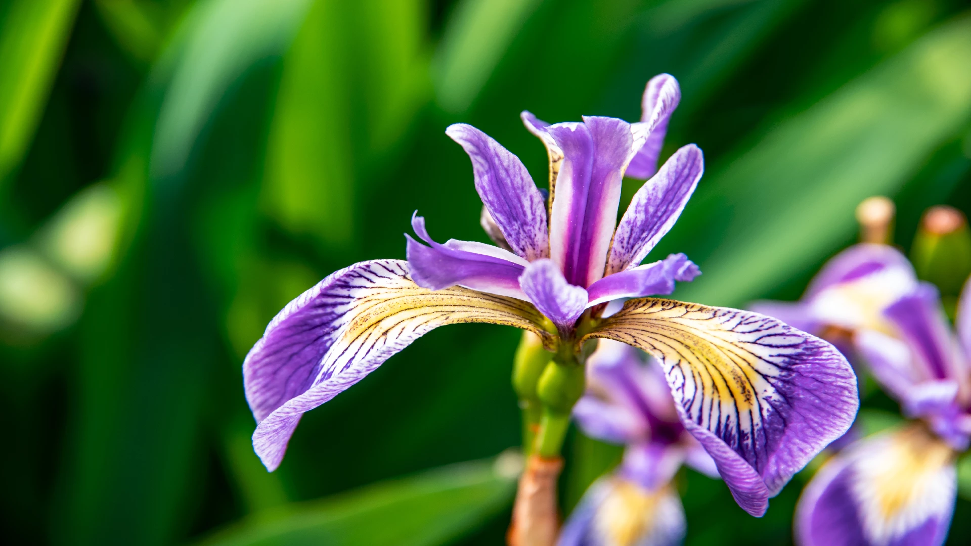 Beautiful:5oudsrcws6i= Iris Flower