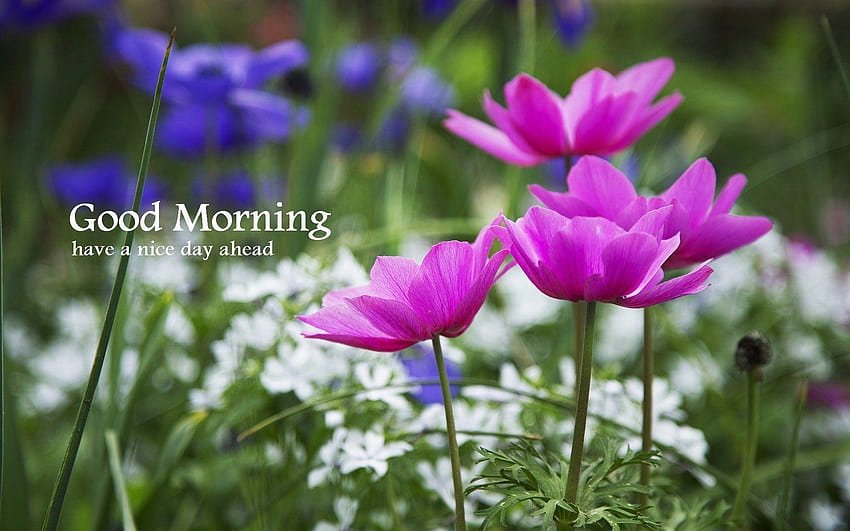 Beautiful:9wbski9gule= Good Morning Photo