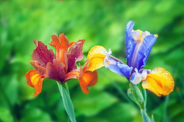 Beautiful:5oudsrcws6i= Iris Flower