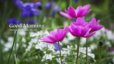 Beautiful:9wbski9gule= Rose:Ysuxrvcamsw= Good Morning
